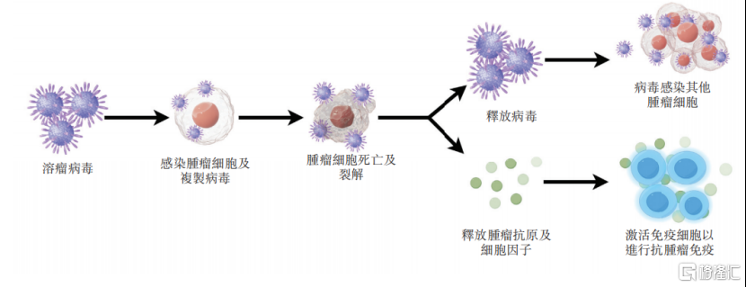 武汉滨会生物冲击IPO，专注于溶瘤病毒领域	，机遇与挑战并存